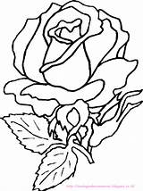 Roses Bunga Mawar Mewarnai Rosen Paud Coloriages Disegno Macam Berbagai Aneka Temukan sketch template
