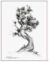 Cedar Cypress sketch template