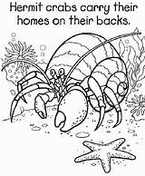 Hermit Crab Coloring Pages Printable Grade Eric 5th Carle House Crabs Kids Colouring Starfish Georgia Bulldogs Sheets Color Print Animal sketch template