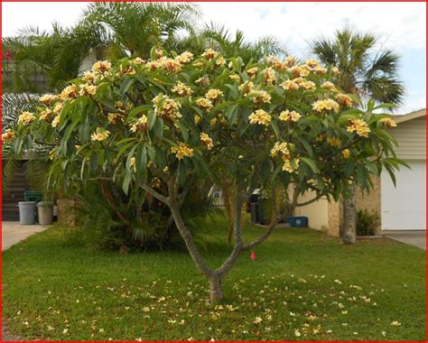 frangipani tree plumeria mirebelais pinterest plumeria tree