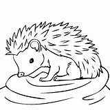 Hedgehog Coloring Drawing Pages Outline Animal Baby Color Line Animals Clipart Da Sheets Easy Cute Colorare Printable Craft Kids Print sketch template