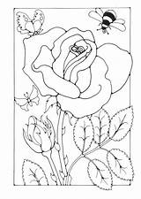 Coloring Bee Rose Butterfly Pages Printable Flowers Edupics Large sketch template