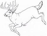 Whitetail sketch template