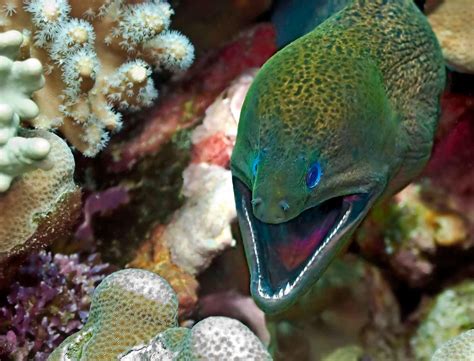 moray eel fishes world hd images