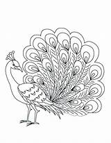 Peacock Coloring Pages Printable Feather Feathers Paisley Drawing Color Getcolorings Getdrawings Kids Peacocks Colorings sketch template