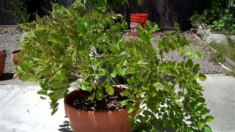 wisteria bonsai introductionmp youtube