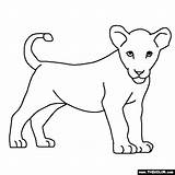 Lion Baby Coloring Drawing Pages Cougar Cub Lions Kids Paw Thecolor Drawings Colour Cubs Color Template Sketch Animal Simba Online sketch template