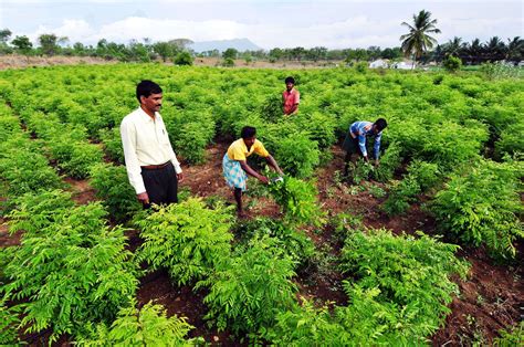 dangs declared gujarats  organic farming district times  india