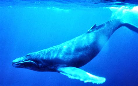 blue whale   world