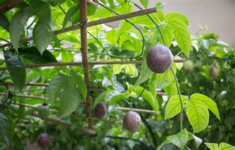 Grow Your Own Passionfruit Vine With These 5 Tips
