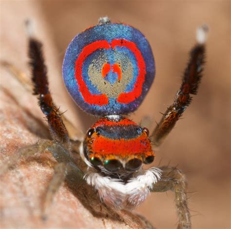 Peacock Spiders Are A Vibrantly Colored Rare Species See Photos Here
