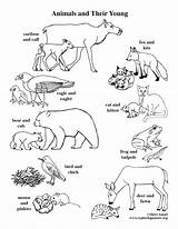 Animals Their Coloring Young Pages Babies Color Ones Animal Baby Exploringnature Pdf Food Printing Mommy Getdrawings sketch template