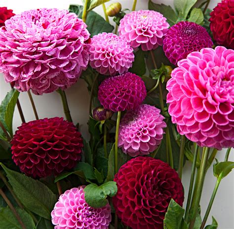 plant grow  care  dahlias midwest living