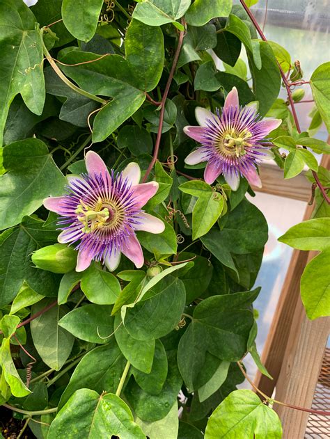 passion flower vines  bend  tumalo garden market