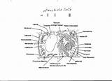 Pflanzenzelle Tier Pflanzen Unterschied Zelle Tierzelle Biologie Gutefrage sketch template