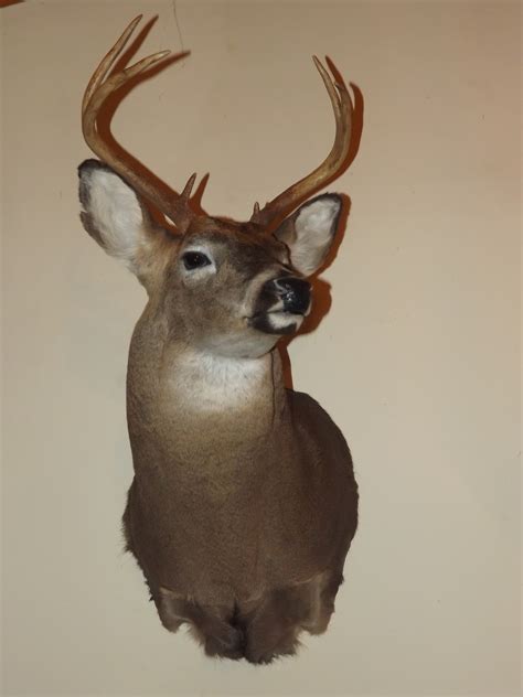 god  good deer head mount