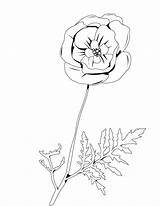 Poppy Amapola Begonia Mohnblume Coquelicot Papoila Hellokids Orquidea Lirio Poppies Natureza sketch template