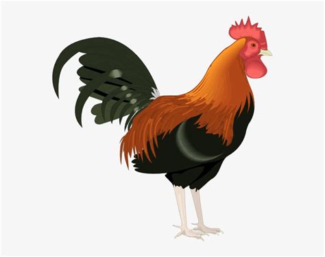 hen clipart  chicken rooster clipart  transparent png