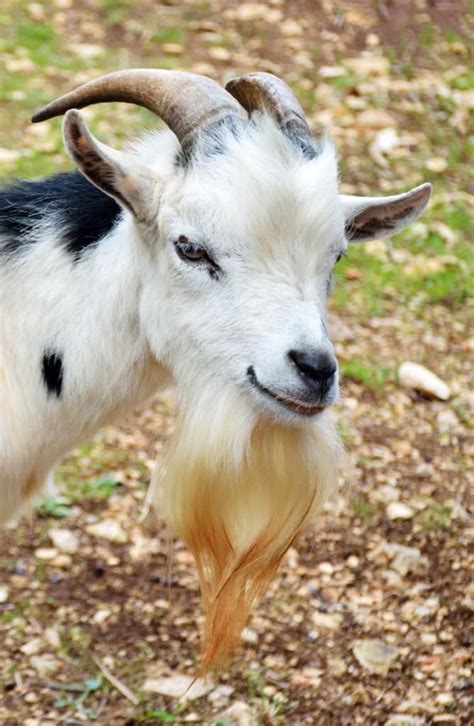 Here Is A List Of 10 Extremely Good Goat Beards Modern Farmer