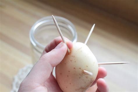 how to grow a potato in water for a science project