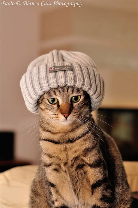 adorable pictures  cats  hats