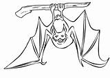 Coloring Pages Bat Hanging Bats Color Google Animal Cave Sheets Print Search Halloween Colouring Printable sketch template