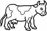 Coloring Pages Cattle sketch template