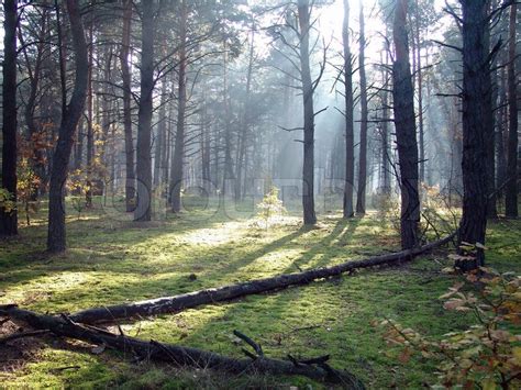 wald stock bild colourbox