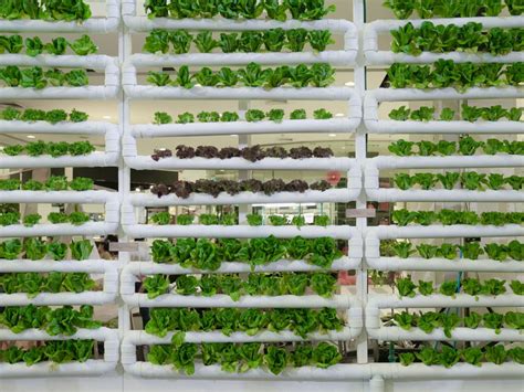vertical farms learn  vertical farming  home