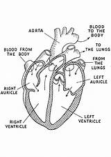 Anatomical Heart Coloring Getcolorings sketch template