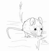 Waldmaus Ausmalbild Niedliche Mäuse Kostenlos Kategorien Ausdrucken Waldtiere sketch template