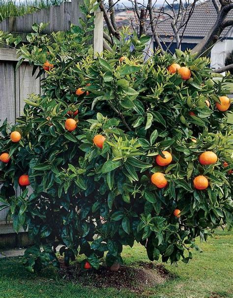grow orange tips  growing planting  harvesting orange