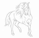Horse Coloring Pages Drawings Friesian Animal Sketches Drawing Horses Lineart Rearing Line Colouring Gaited Google Search Akhal Teke Sketch Sheets sketch template