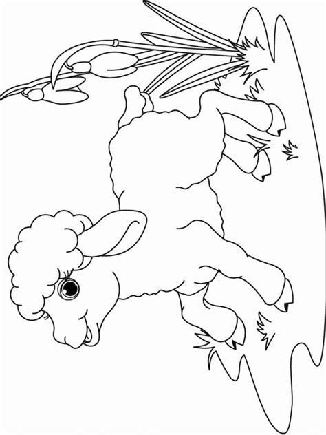 colouring page lamb coloringpageca