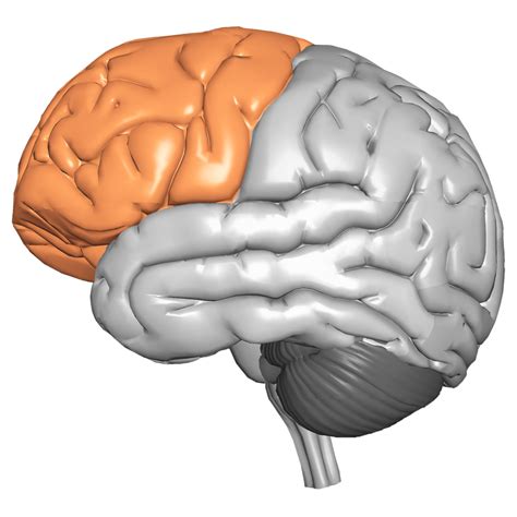 frontal lobe cerescan