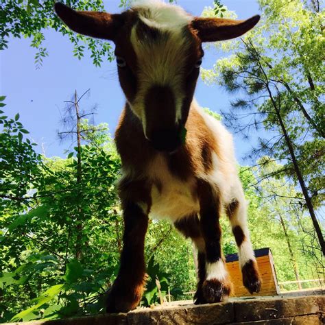 goat daddy s farm ltd co south carolina department of agriculture