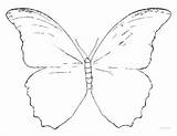 Butterfly Blue Morpho Coloring Template Rainforest Pages sketch template