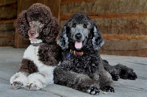 poodle information dog breed facts pets feed