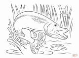 Pike Hecht Jumping Wasser Walleye Coloriages Fische Fisch Gratuit Poissons sketch template