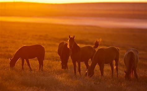 horse sunset animals sunlight field wallpapers hd desktop