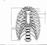 Rib Cage Ribs Thoracic Labeled Getdrawings Cavity Coloringhome Lungs Sternum Organs Physiology Xipho sketch template