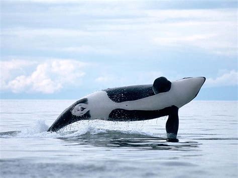 orca orca whales photo  fanpop
