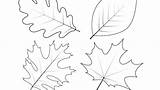 Leaves Coloring Pages Tree Leaf Palm Printable Color Getcolorings Autumn Col sketch template