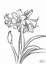 Amaryllis Coloring Hardy Pages Drawing Coloringbay sketch template