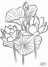 Lotus Loto Lotos Nelumbo Colorear Fiore Fior Supercoloring Lotusblüte Riscos Seidenmalerei Disegno Ausmalen Kolorowanka 荷花 sketch template