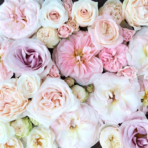 blush pink rose study flirty fleurs  florist blog