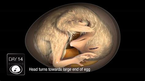 Chicken Embryo Development Youtube
