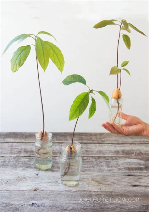 How To Grow An Avocado From Seed