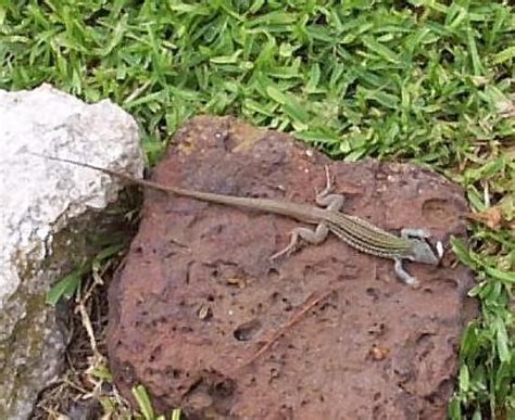 texas spotted whiptail lizard lizard photo spotted