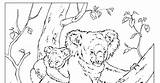 Pages Geographic Animal National Coloring Template sketch template